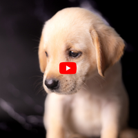 Résilier sa mutuelle pour animaux : Le Tuto vidéo