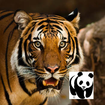 image redaction Comment résilier le versement automatique de dons au WWF ?