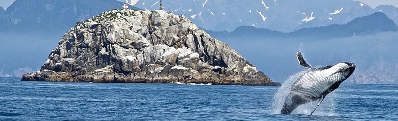 la lettre de résiliation des dons au WWF