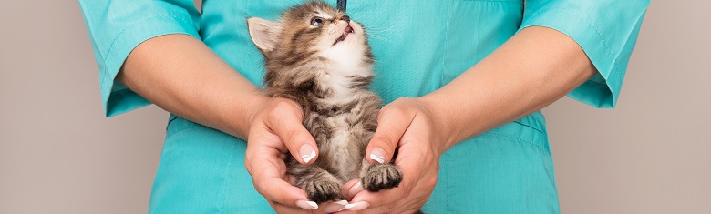 Le modèle de lettre et les adresses pour résilier une mutuelle animal