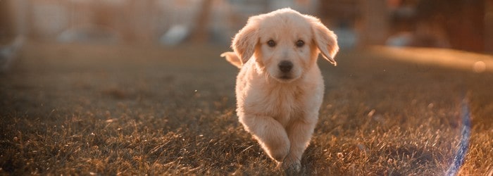 Comment résilier une mutuelle animaux Bulle Bleue ?