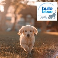 image redaction Comment résilier une mutuelle animaux Bulle Bleue ?