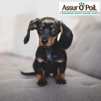 image redaction Résiliez la mutuelle animal Assur O'Poil