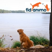 Comment résilier une mutuelle animaux Fidanimo ?