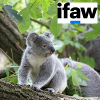 Comment résilier des dons à IFAW ?