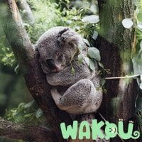 Comment résilier le magazine Wakou ?