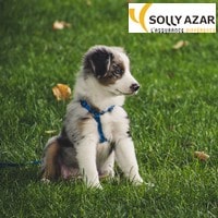 image redaction Comment résilier une mutuelle animaux Solly Azar ?