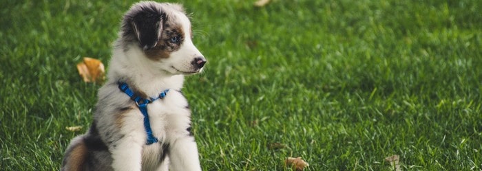 La lettre de résiliation d'une mutuelle animaux Solly Azar