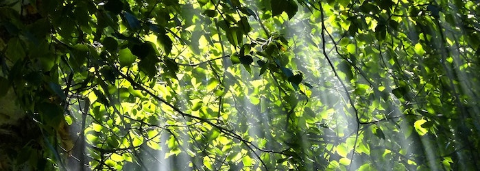 Résiliation des Amis de la Terre - arbres