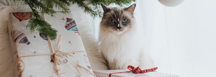 Chat devant sa Miaoubox